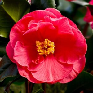 Camellia Dr King Petal