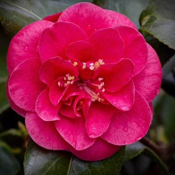 Camellia Lady Campbell Petal