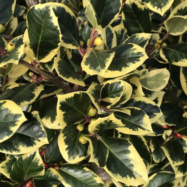 Ilex Golden King (Foliage)