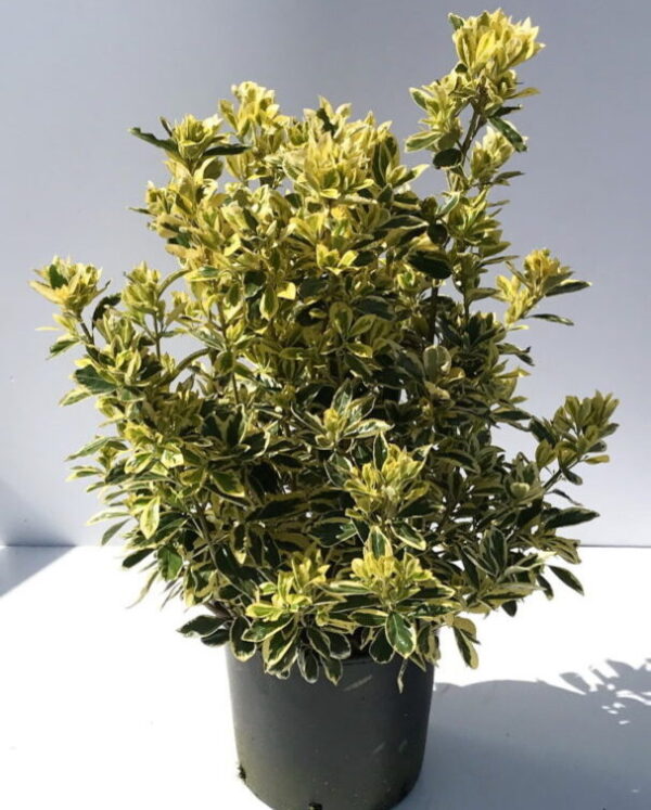 Euonymus Bravo