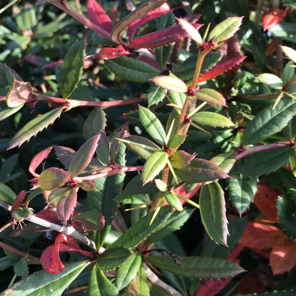 Berberis julianae (Foliage)