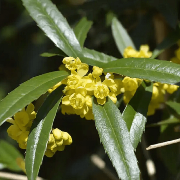 Berberis julianae (Foliage)