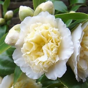 Camellia Brushfield's Yellow Petal
