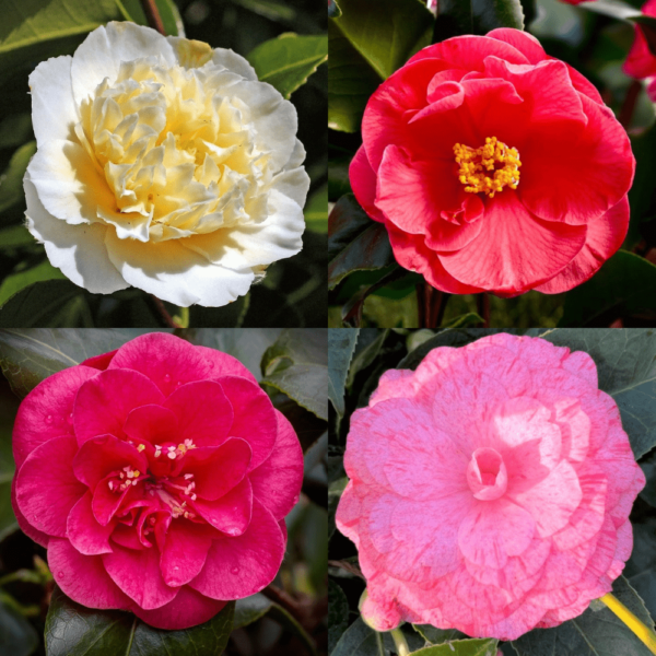 Camellia Collection (SG)