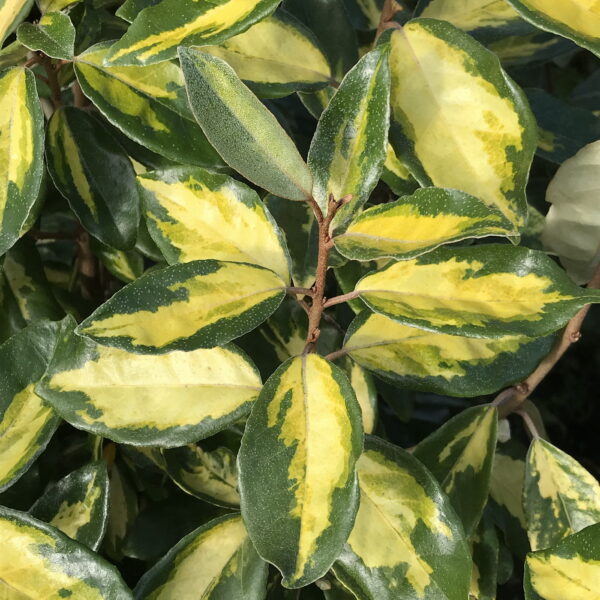 Elaeagnus Limelight (Foliage)