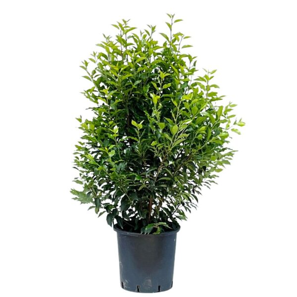 Prunus lusitanica Angustifolia 25litre